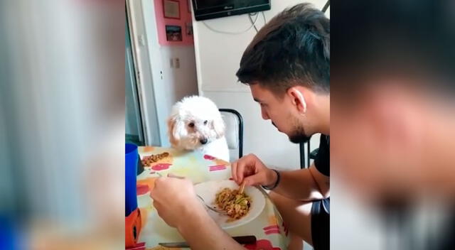 Perrito no deja de observar a su dueño hasta que le invite un poco de su comida
