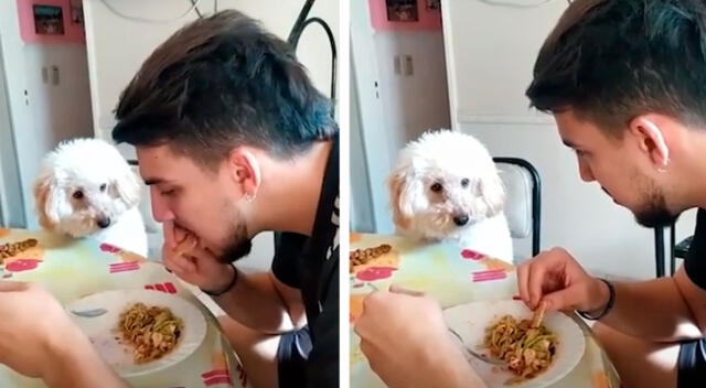 Perrito no deja de observar a su dueño hasta que le invite un poco de su comida