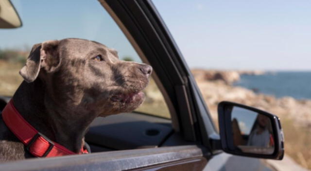 Vía YouTube. El perro ha causado asombro entre miles de internautas, pues es capaz de abrir la puerta a los repartidores y recoger los paquetes.