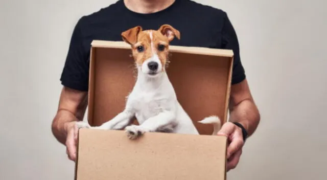 Vía YouTube. El perro ha causado asombro entre miles de internautas, pues es capaz de abrir la puerta a los repartidores y recoger los paquetes.