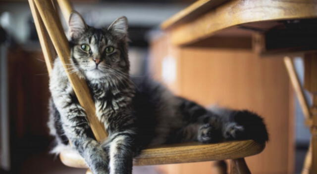 El felino se encontraba curioseando en el balcón de su casa, cuando de pronto escuchó los gritos de una mujer. Mira aquí el divertido video viral de TikTok.