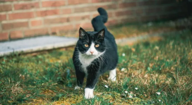 El felino se encontraba curioseando en el balcón de su casa, cuando de pronto escuchó los gritos de una mujer. Mira aquí el divertido video viral de TikTok.