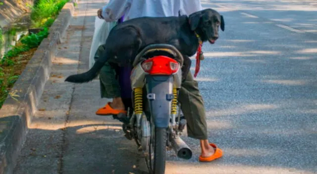 Mira el video del perro que hace delivery cuando su dueño no se encuentra en su departamento. El clip de Youtube generó miles de reacciones en los internautas.