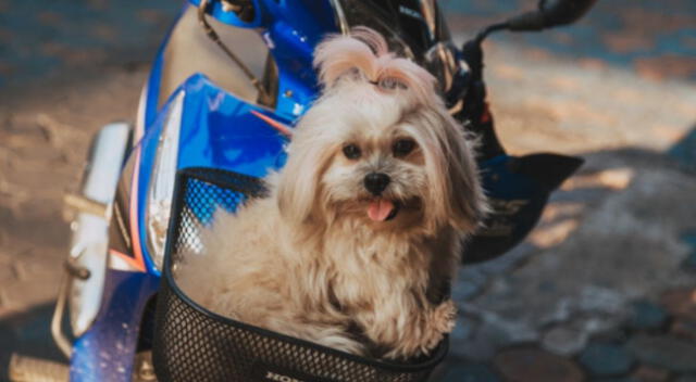 Nuomi es el perrito que se ha vuelto famoso tras recibir el delivery cuando su amo no está en su casa. El clip de Youtube ha generado impresión en los internautas aumentando las vistas.