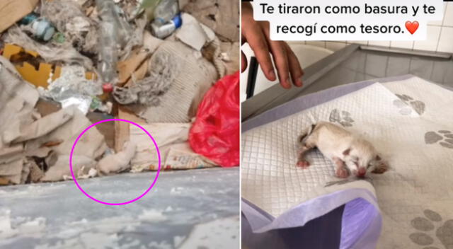 El gatito fue abandonado en medio de la basura.