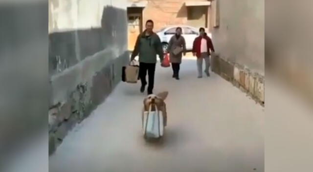 Perrito ayuda a sus dueños cargando las compras de la casa