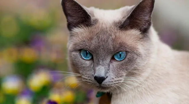 Graban a un gatito enojado esperando a que su dueña venga con la comida