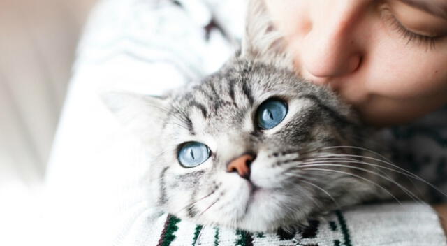 Graban a un gatito enojado esperando a que su dueña venga con la comida