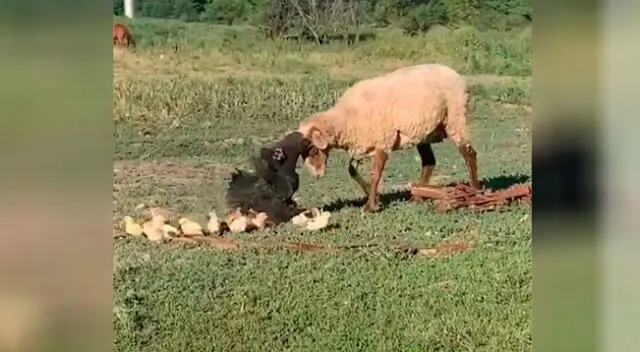 Gallina no teme enfrentarse a oveja para cuidar a sus polluelos