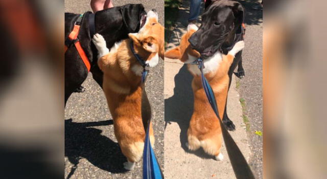 Perrito aprovecha sus paseos para abrazar a cualquier mascota