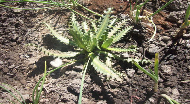 A pesar de las bajas temperaturas crecen algunas plantas.