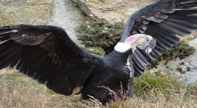 El cóndor reina en la Cordillera de los Andes.