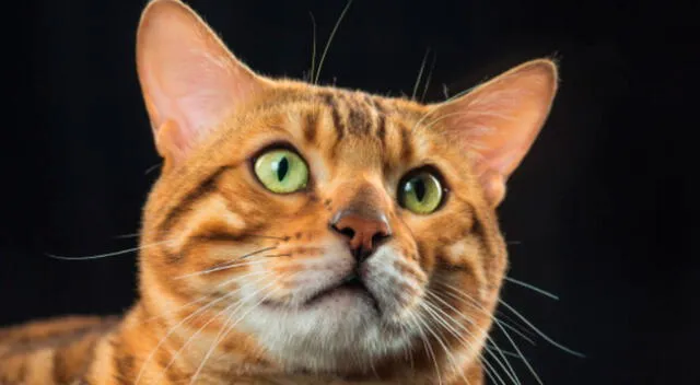 Un curioso gato sorprendió por su temible reacción al esperar por largos minutos que su dueña le sirviera su comida.