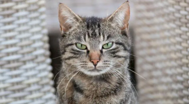 Un curioso gato sorprendió por su temible reacción al esperar por largos minutos que su dueña le sirviera su comida.