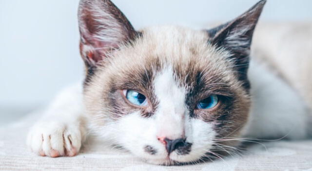 Un curioso gato sorprendió por su temible reacción al esperar por largos minutos que su dueña le sirviera su comida.