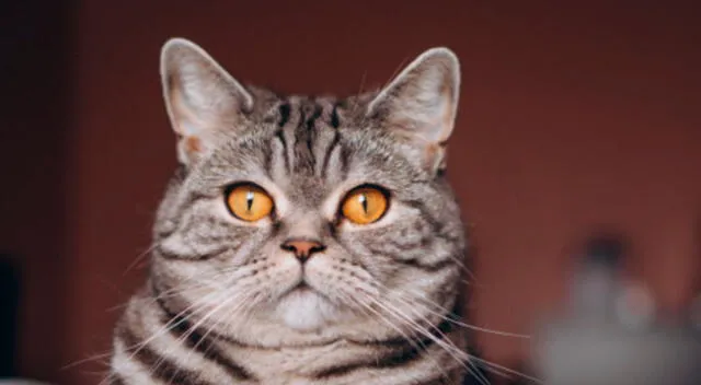 Un curioso gato sorprendió por su temible reacción al esperar por largos minutos que su dueña le sirviera su comida.