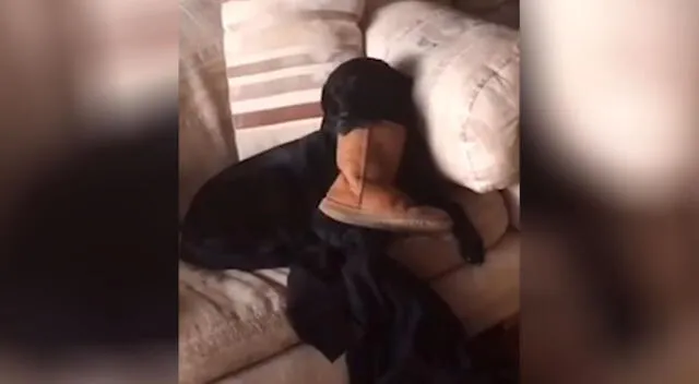 Perro se queda dormido esperando a que su dueña lo saque a pasear