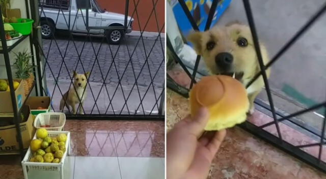 El perrito recibió un premio a su fidelidad.