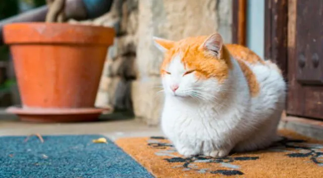 ¡Increíble! Un gato sorprendió por su actitud al esperar que su dueña le sirva la comida. El clip viral de Youtube ya lleva miles de reacciones de los internautas.