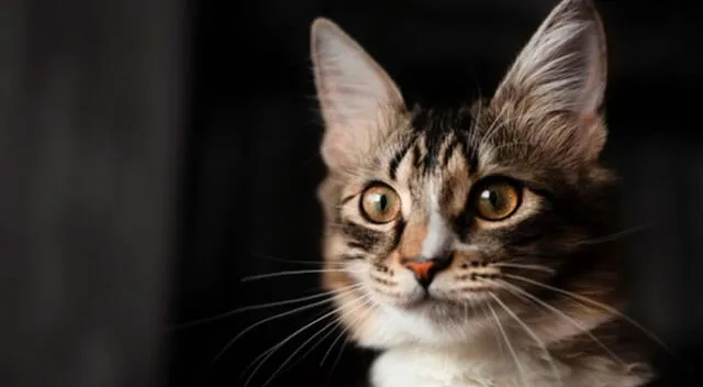 ¡Increíble! Un gato sorprendió por su actitud al esperar que su dueña le sirva la comida. El clip viral de Youtube ya lleva miles de reacciones de los internautas.