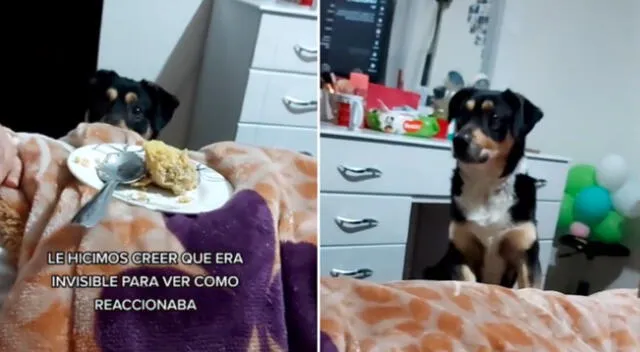 El perrito hizo todo lo posible para llamar la atención de su dueña.