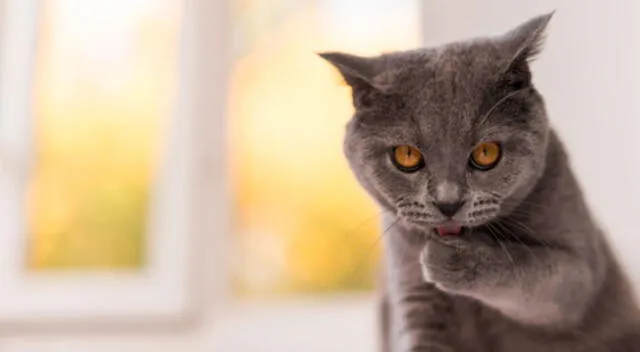 En Taiwán, un gatito dejó sorprendidos a muchos internautas al tener un comportamiento distinto cuando su dueño se demoraba en servirle su comida.