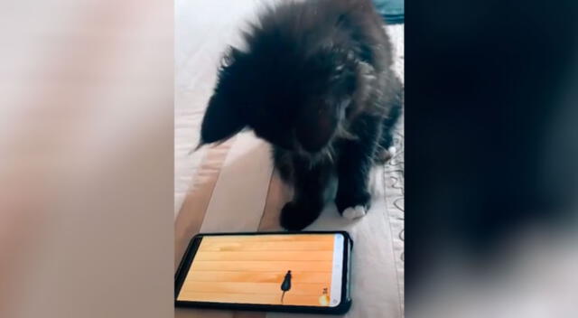 Gatito sorprende al jugar con el celular como si fuera todo un ‘experto’