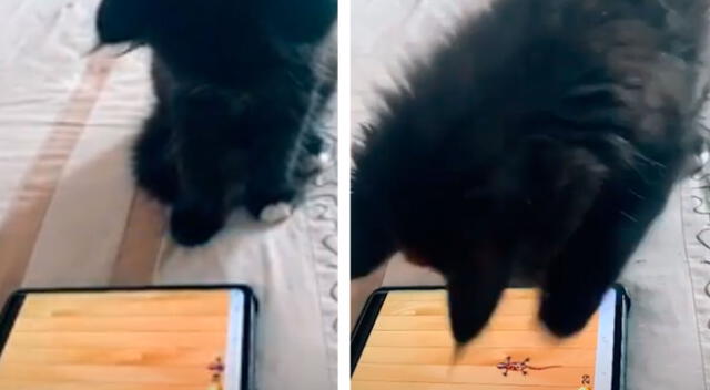Gatito sorprende al jugar con el celular como si fuera todo un ‘experto’