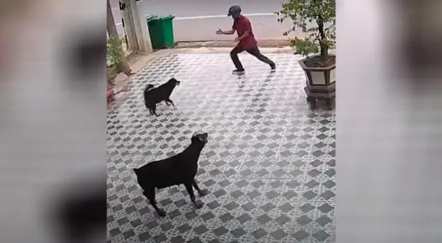 El hombre distrajo a los perros con sus curiosos movimientos.