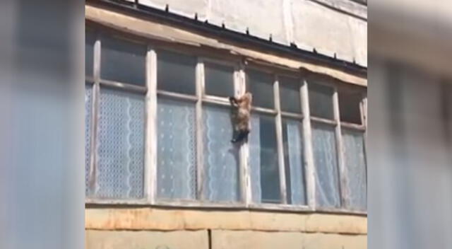 Valiente gato trepa la fachada de un edificio para volver a su casa