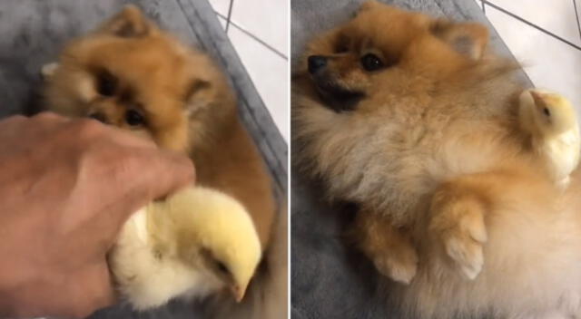 El perrito se negó a compartir a su pollito con su dueño.