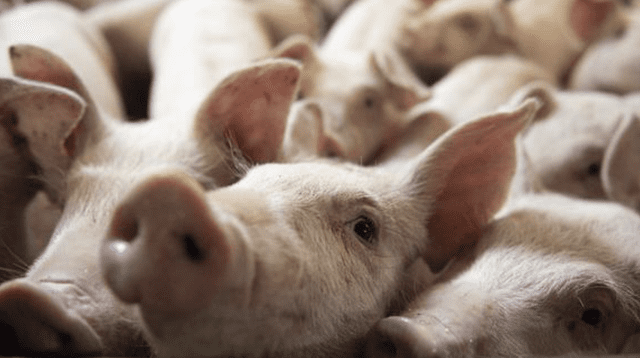 El precio de la carne de cerdo en China se ha elevado desde el rebrote de la peste porcina en el país.