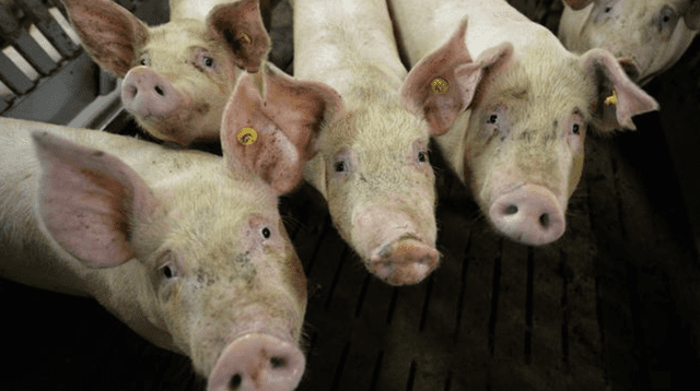 El último brote de peste porcina africana ocurrió el pasado 25 de julio.
