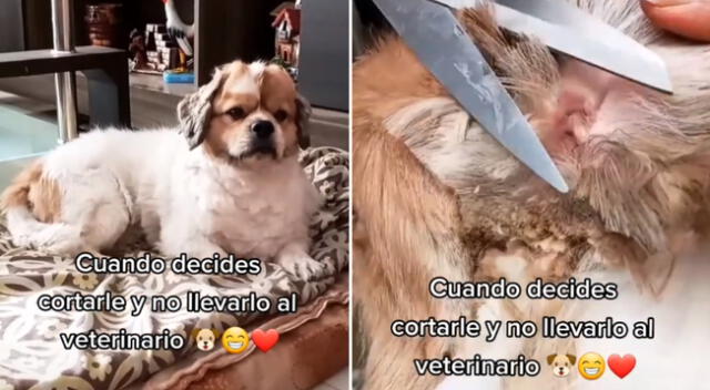 La joven trató de ahorra un poco de dinero y le cortó el pelo a su perro.