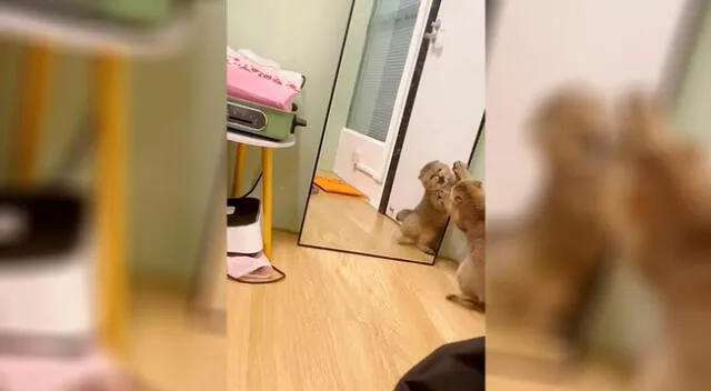Imágenes de la gatita “Qian Wan” arañando el espejo.