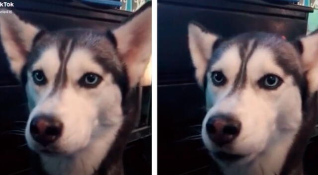 Un perrito se volvió viral por intentar decirle a su dueña