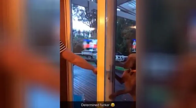 El perro no quiso ceder cada vez que su dueño le cerraba la puerta