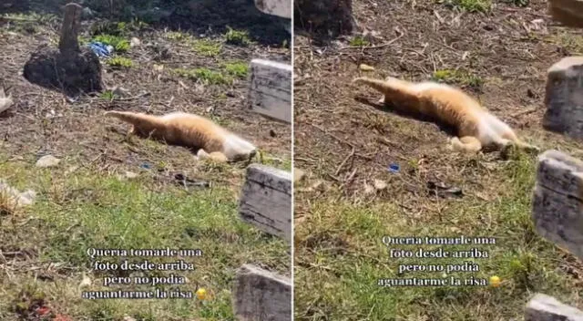 El gato sorprendió a miles de personas en TikTok.