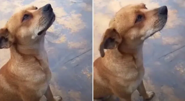 El perrito acompañó al oficial durante sus guardias.