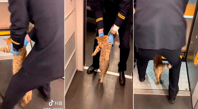 El gato se subió al tren, pero fue intervenido por los oficiales.