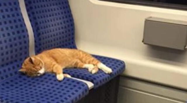 El gato se subió al tren, pero fue intervenido por los oficiales.