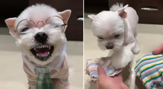 El perrito sorprendió a miles en TikTok.