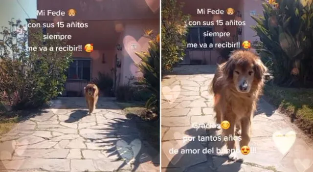 El perrito conmovió a miles de en TikTok.