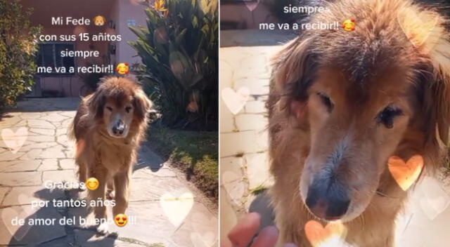 El video del perrito conmovió a miles de en TikTok.