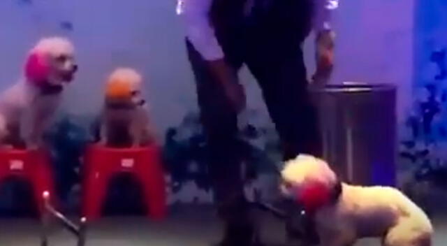 Entrenador arrastró a un perro que no quiso continuar con el show