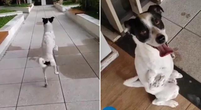 La conmovedora historia del perrito enterneció a miles.