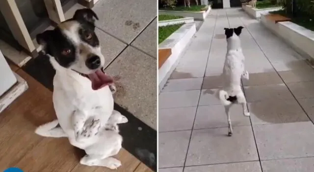 El perrito nación con las patas delanteras torcidas.