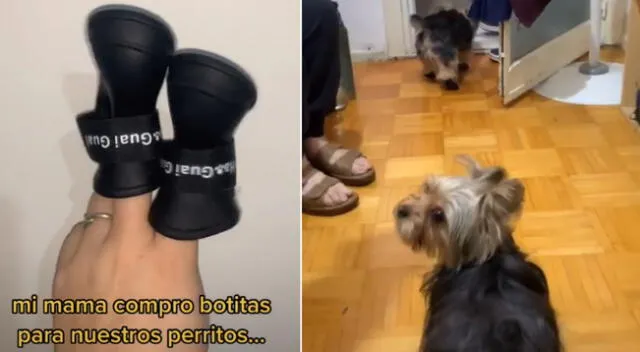 Los perritos causaron furor en TikTok con sus zapatos nuevos.