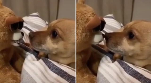 El perrito no soportó la presencia del peluche.