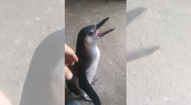 Rescatan a pingüino en SMP.